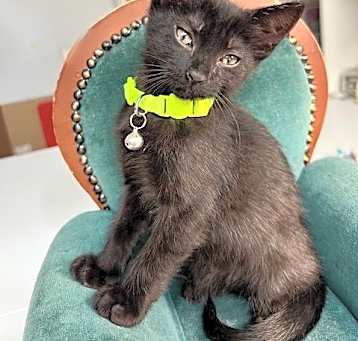 Photo of Midori