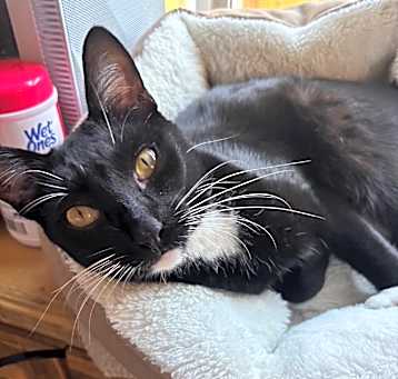 Photo of Shadow