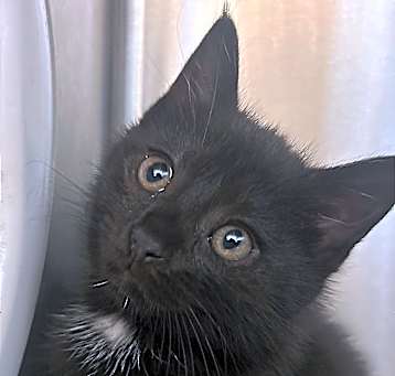 Photo of Pirate