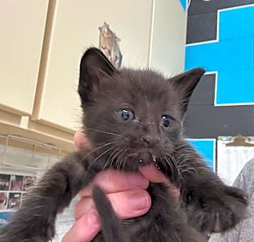 Photo of Salem