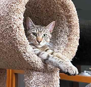 Photo of Moose