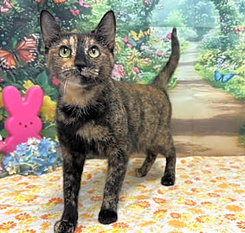 Photo of Clementine
