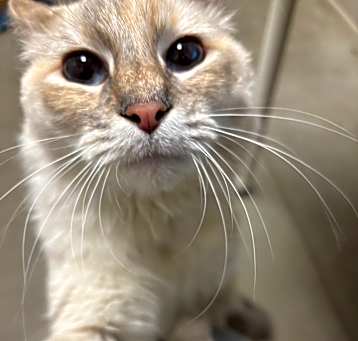 Photo of Zya
