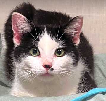 Photo of Poppi C25-141