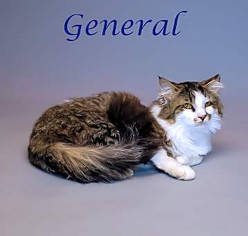 Photo of General C25-132