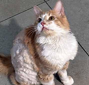 Photo of Bacon