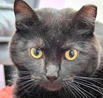 Photo of Plum