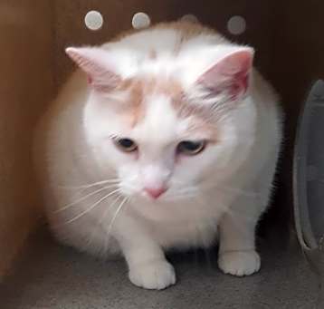 Photo of Paisley