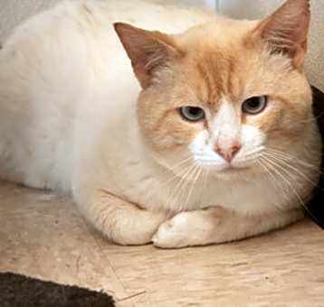 Photo of Lychee Bob Jr.