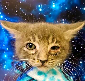Photo of JUNIPER