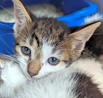 Photo of Tulip