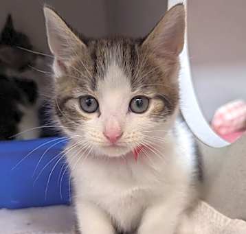 Photo of Honey
