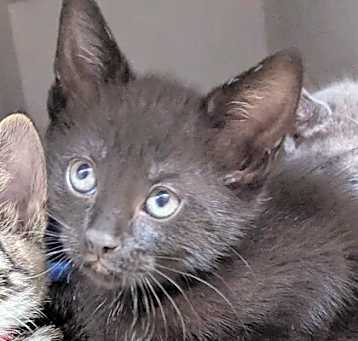 Photo of Midnight