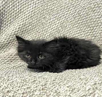 Photo of GRETEL