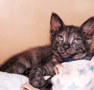 Photo of 83209a Invincible- PetSmart No