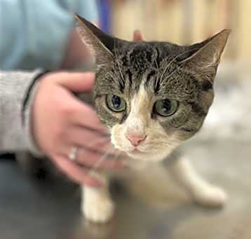 Photo of PATCHES