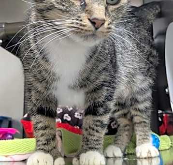 Photo of Justice *Polydactyl*