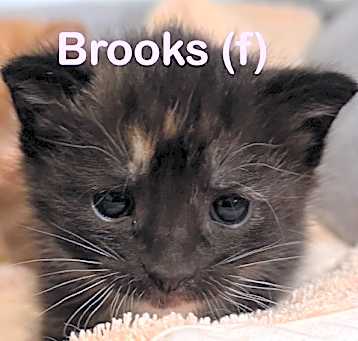Photo of BROOKS (f) Kitten