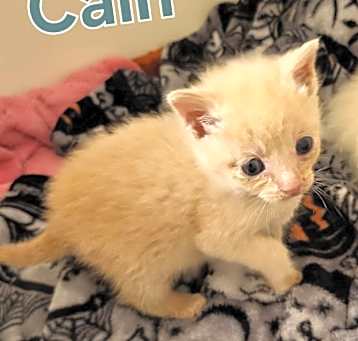 Photo of CAIN Kitten (m)