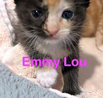 Photo of EMMY LOU Kitten (f)