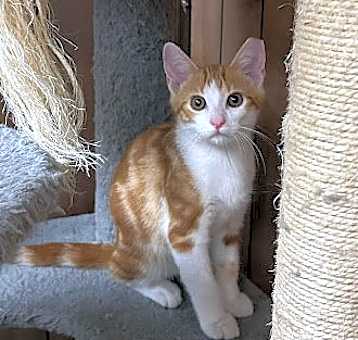 Photo of Copper 1.25.25