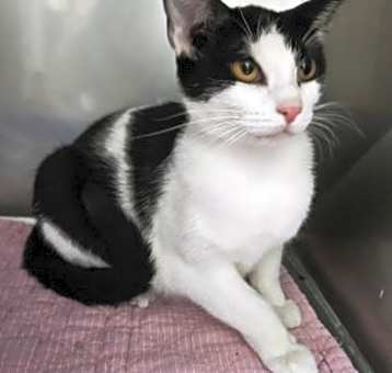 Photo of Patches