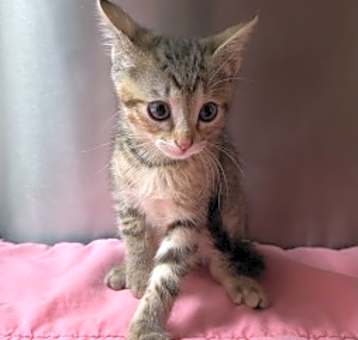 Photo of Paisley