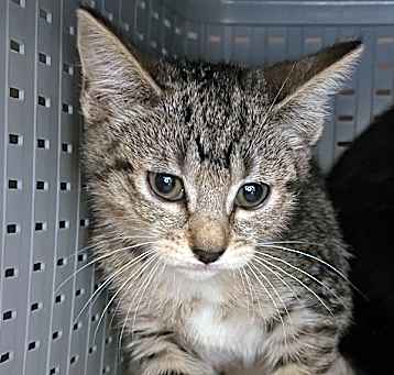 Photo of Buttercup
