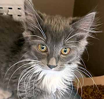 Photo of Cupcake