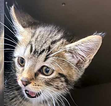 Photo of Daphne
