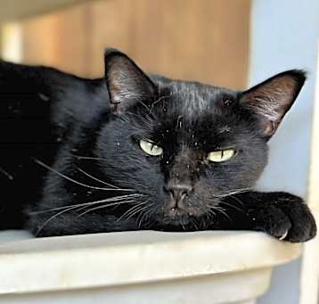Photo of King Tut