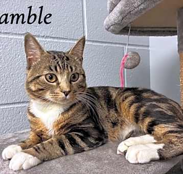 Photo of Bramble