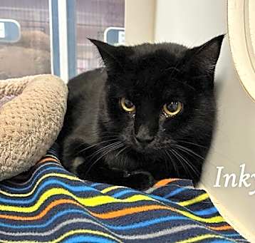 Photo of Inky