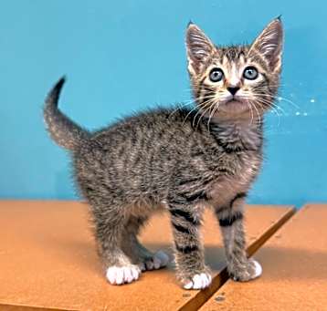 Photo of Pitter Patter