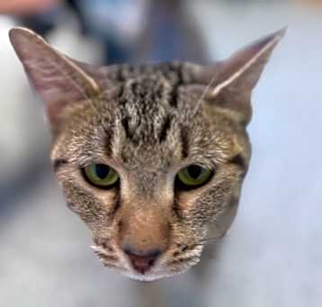 Photo of Mitten