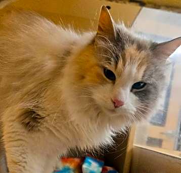 Photo of Snowball harris