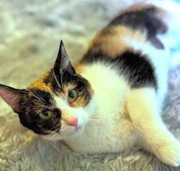 Photo of Blossom