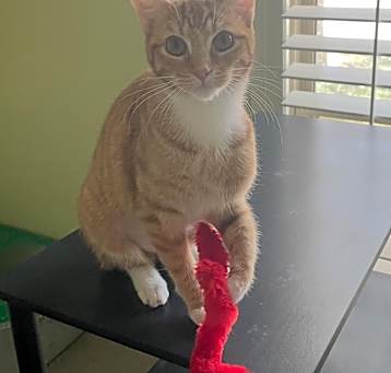 Photo of Nala