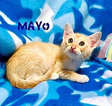 Photo of Mayo
