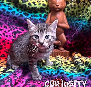Photo of Curiousity