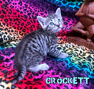 Photo of Crockett