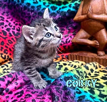 Photo of Corky