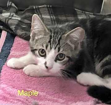 Photo of Maple 1.25.25