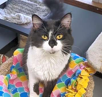 Photo of Cookie