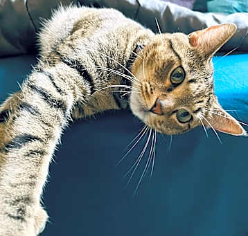 Photo of Draco