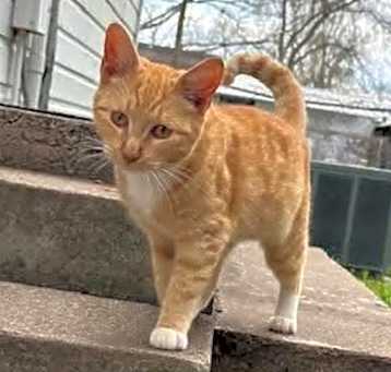 Photo of Cheddar