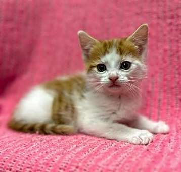 Photo of Samwise