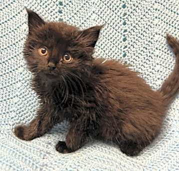 Photo of Gremlin