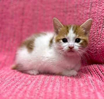 Photo of Merry