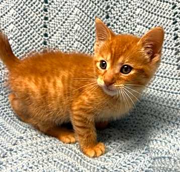 Photo of Ollie